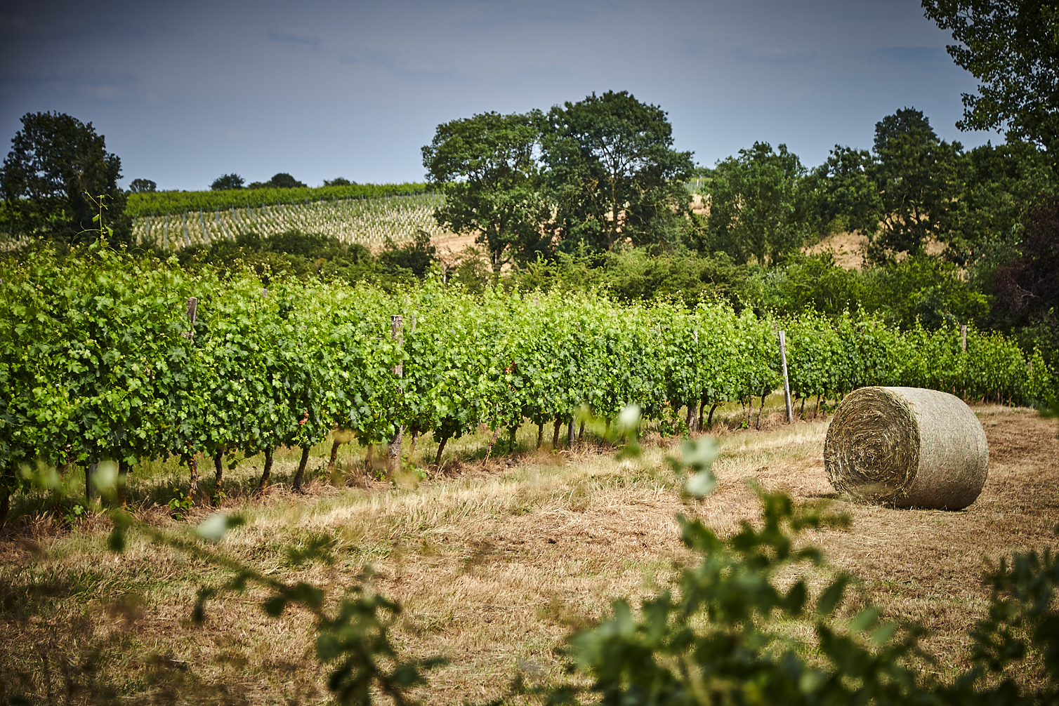 Notre vignoble